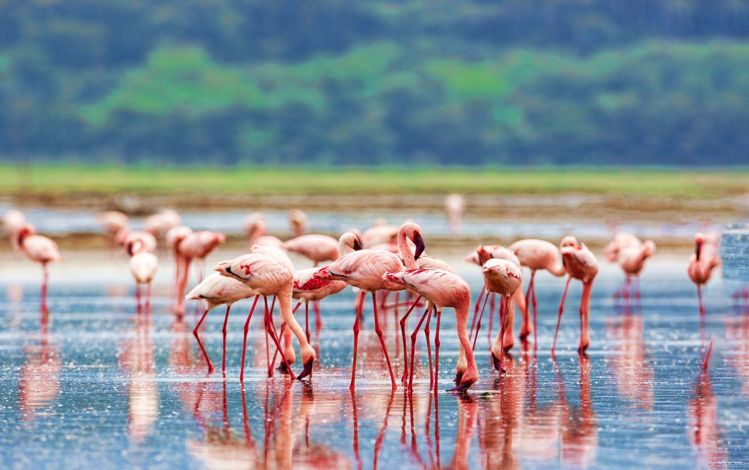 Amazing Kenya Tanzania Great Migration + Safari Game Drive & Ngorongoro Crater