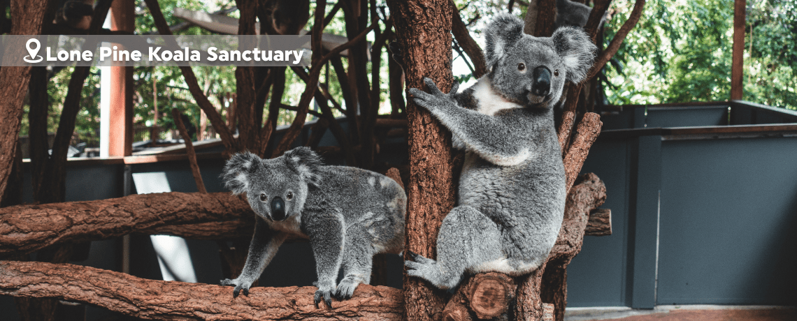 Favorite Australia Dreamland Phillip Island + Aquaduck & Lone Pine Koala Sanctuary