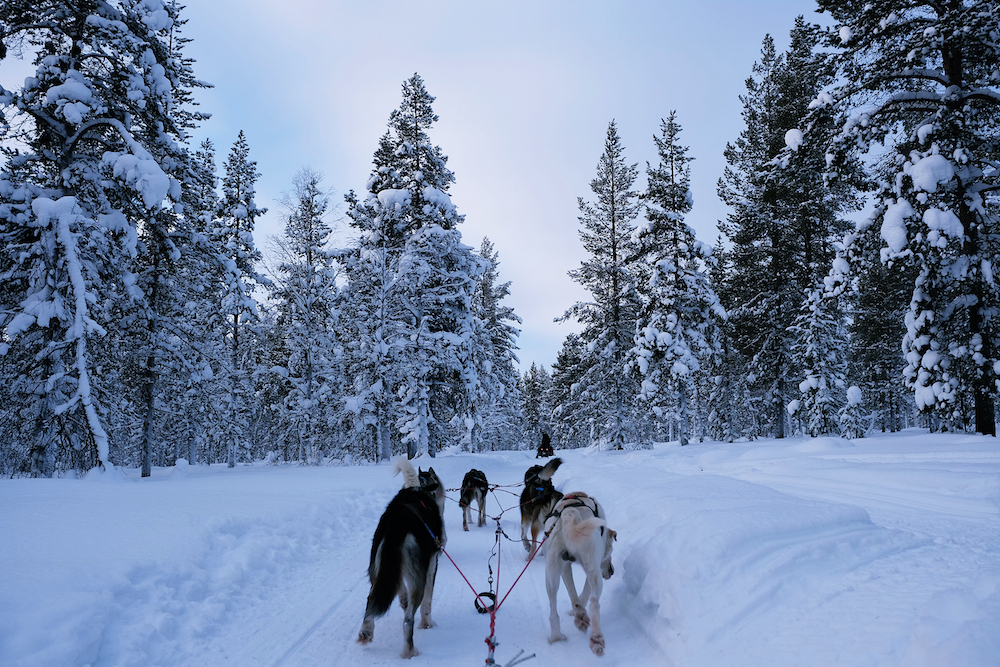 Favorite Scandinavia Countries + Lysefjord Boat & Winter Husky Safari Experience