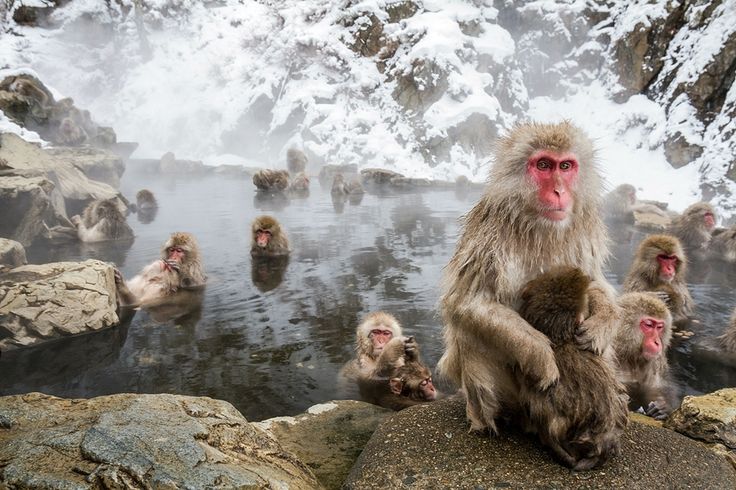 Favorite Japan Winter Wonderland + Snow Monkey Park & Winter Illumination