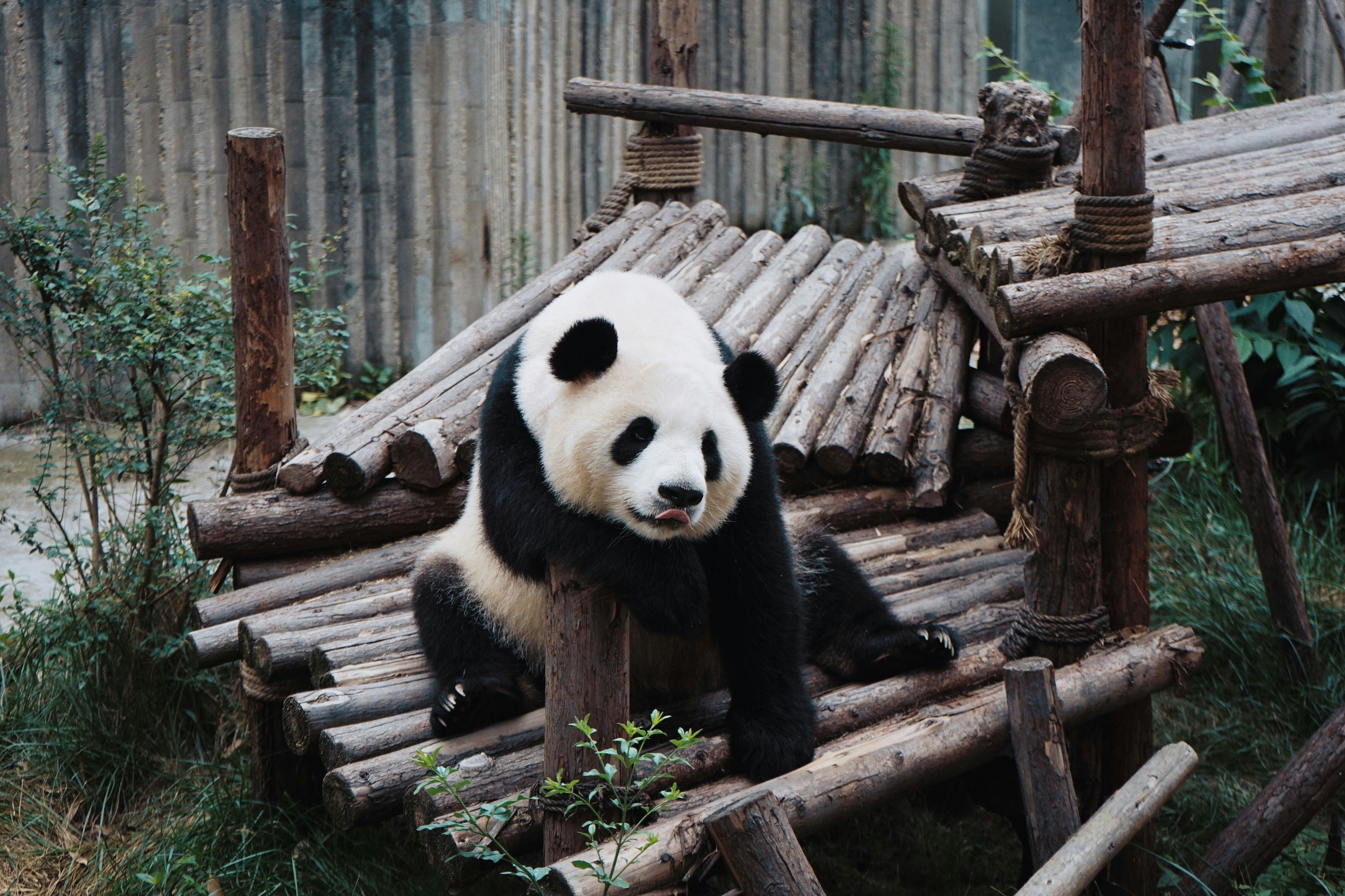 Favorite China Chongqing + Yangtze Cruise & Chengdu Panda Base