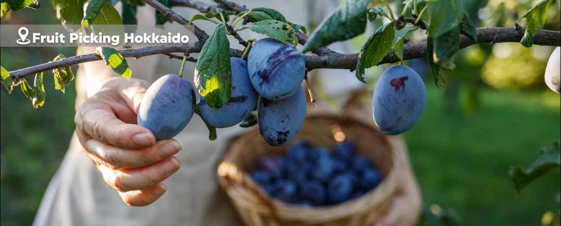 Amazing Japan Hokkaido + Sea Of Clouds & Fruit Picking Experience