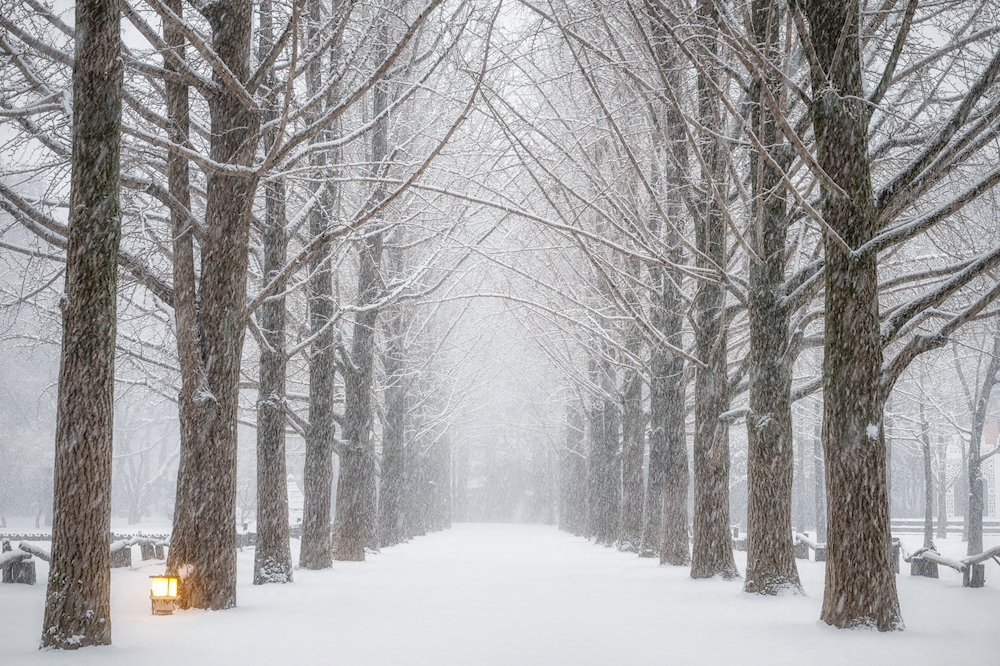 Super Sale Korea Winter Nami Island + Lotte World & Ski Experience
