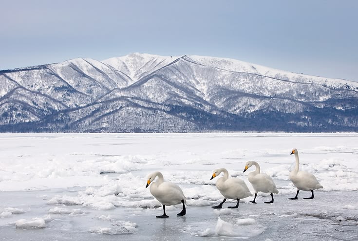 Amazing Winter Eastern Hokkaido + Snow Mobile Experience & Mitsui Outlet Park