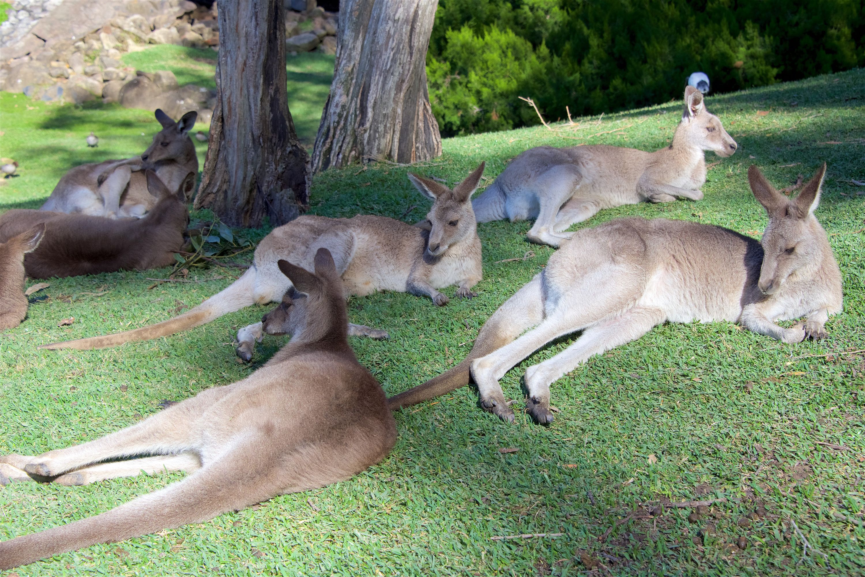 Favorite Australia Dreamland Blue Mountains + Arro Jet Boating Experience & Currumbin Wildlife Sanctuary