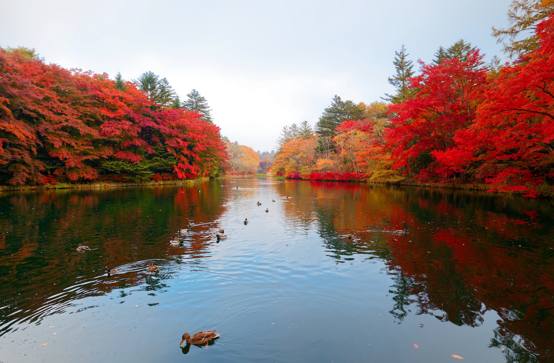 Super Sale Japan Autumn Festival Special Offer