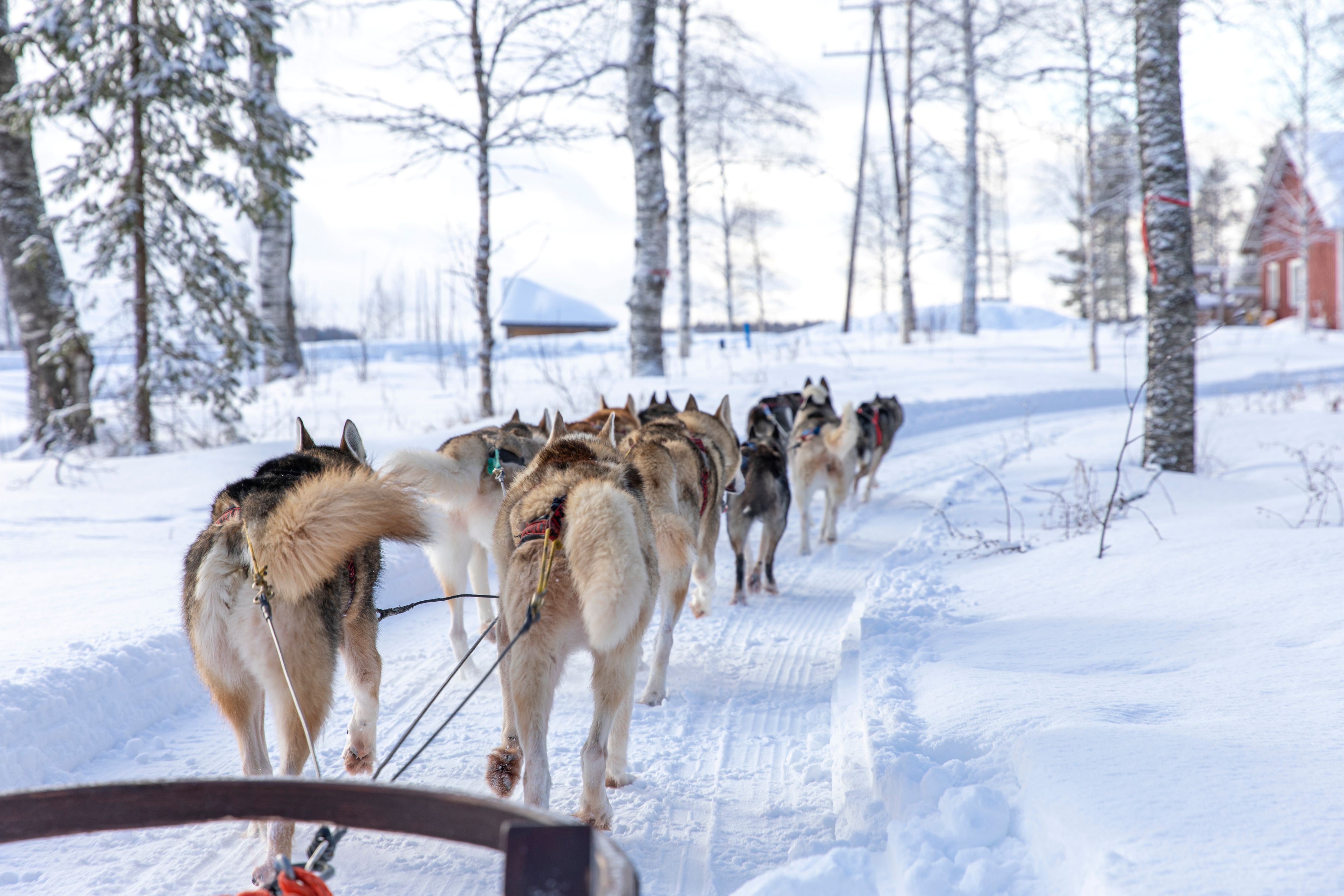 Favorite Rovaniemi Kakslauttanen Glass Igloo + Tromso Northern Lights & King Crab Safari