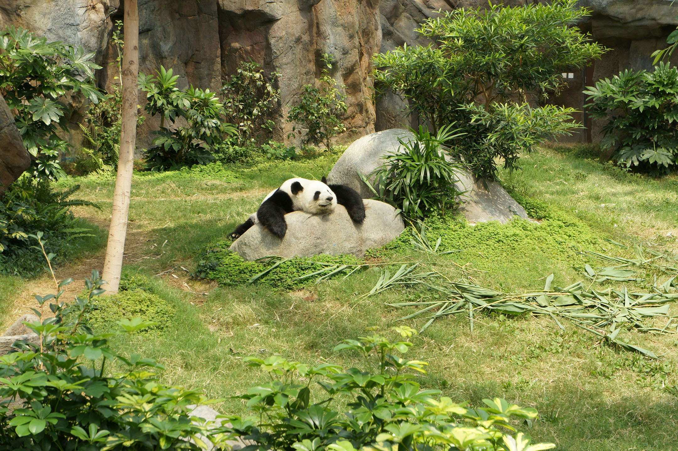 Favorite China Zhangjiajie + Jiuzhaigou & Panda Base