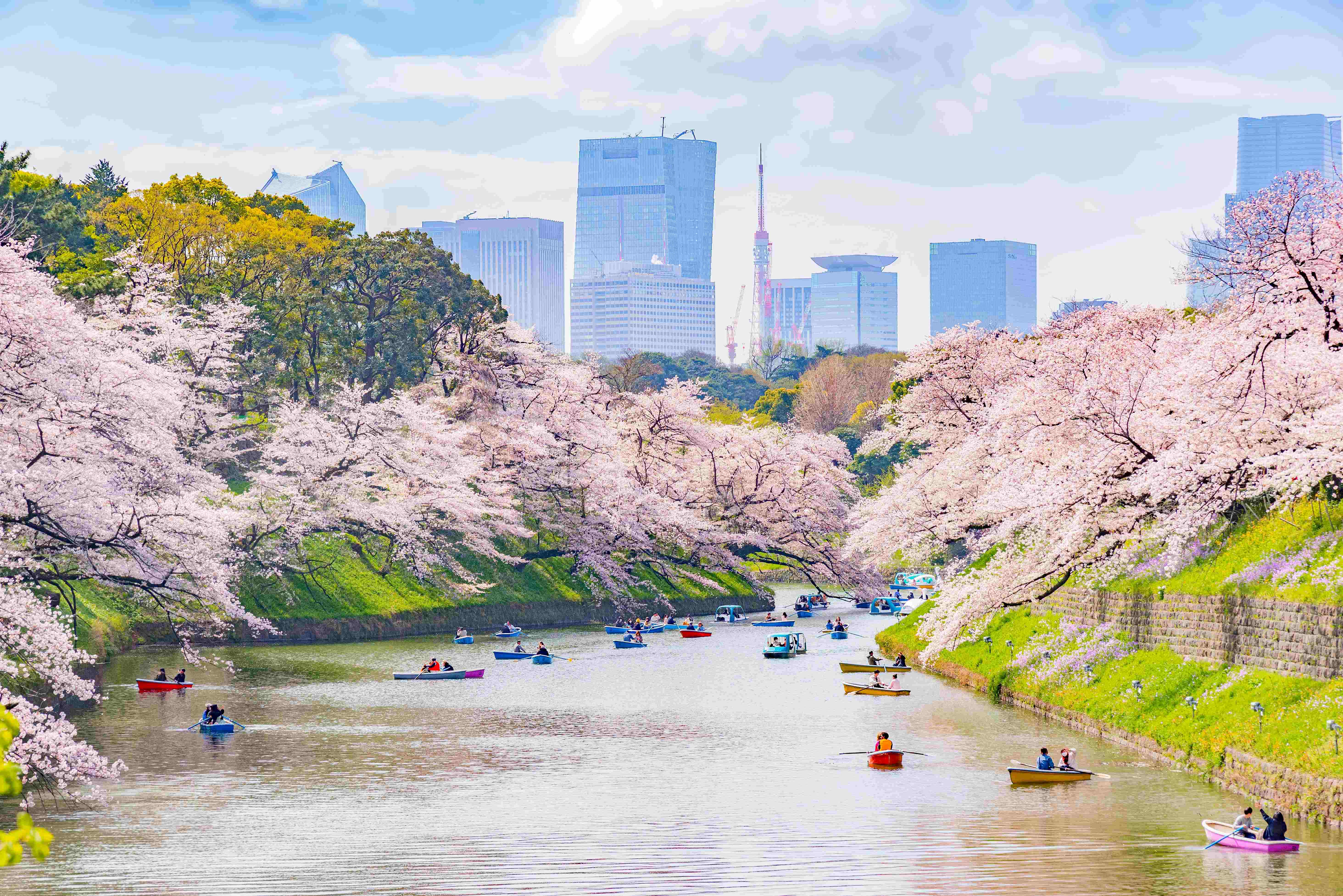 Favorite Japan Hokkaido + Sakura Festival & Tokyo City