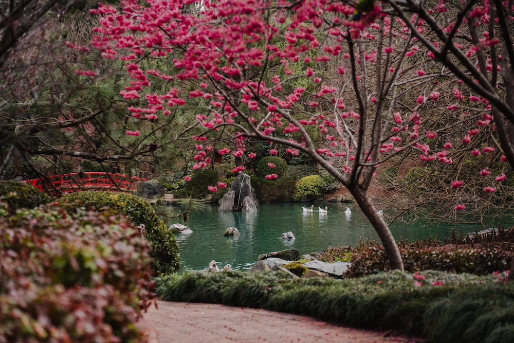 Super Sale Australia Twin City + Sydney Cherry Blossom Festival & Mt Buller