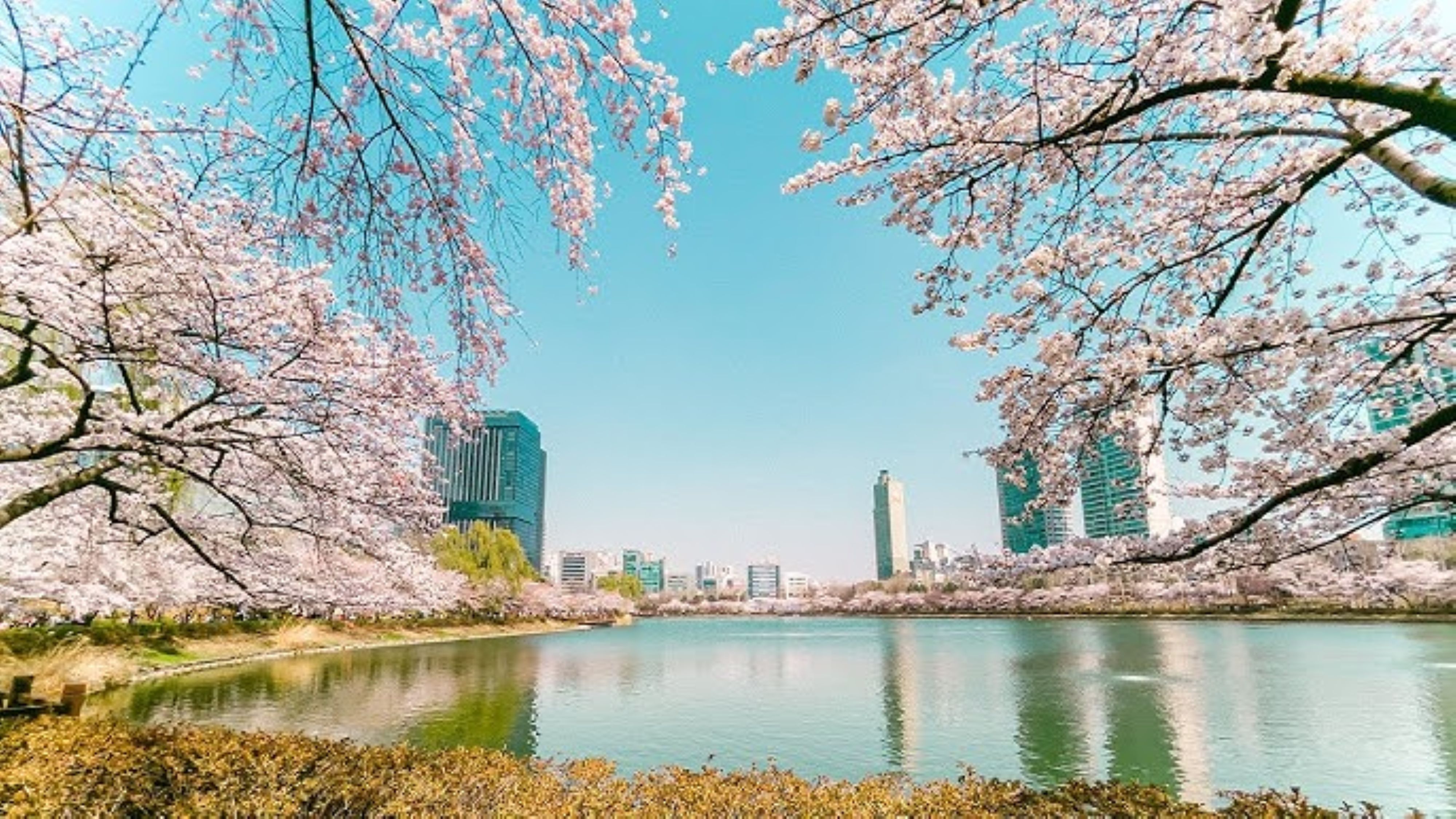 Super Sale Korea Busan Cherry Blossom + Lotte World Adventure